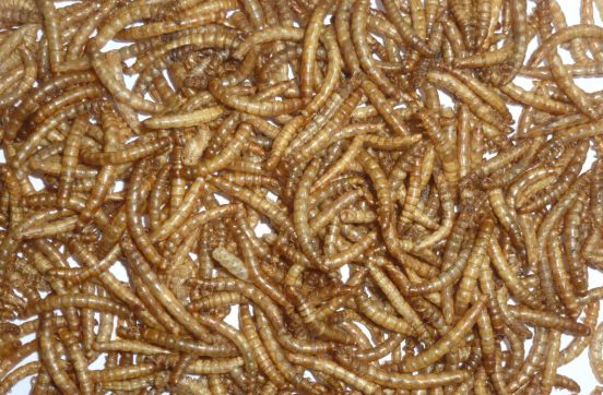 Bulk Dried Mealworms for fish supplier in UK